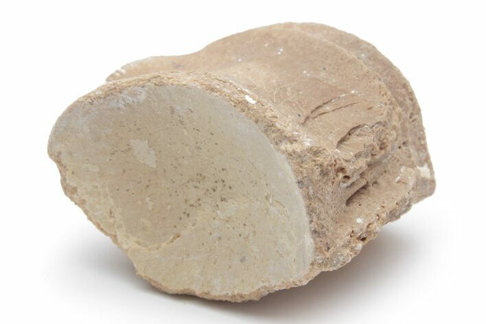 Fossil Mosasaur (Platecarpus) Caudal Vertebra - Kansas #221415